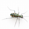 1 Cicindela aurulenta