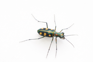 Cicindela aurulenta