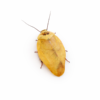 Gyna lurida (Yellow)