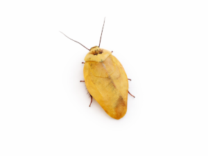 Gyna lurida (Yellow)