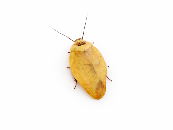 Gyna lurida (Yellow)