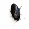1 Pycnoscelus nigra
