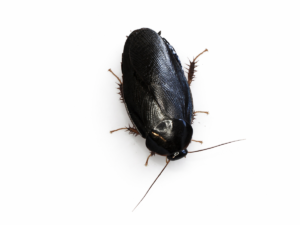 Pycnoscelus nigra