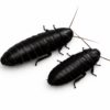 Gromphadorrhina portentosa (Black)