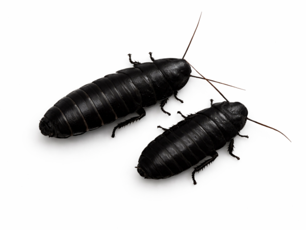 Gromphadorrhina portentosa (Black)
