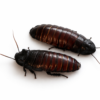 Gromphadorrhina oblongonata