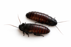 Gromphadorrhina oblongonata
