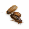 Blaptica dubia (Gold)