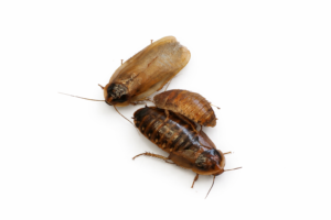 Blaptica dubia (Gold)