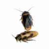 Eublaberus marajoara