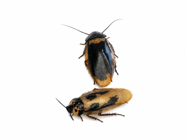 Eublaberus marajoara