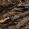 Eublaberus marajoara