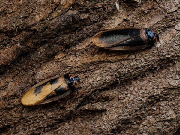 Eublaberus marajoara