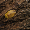 Gyna lurida (Yellow)