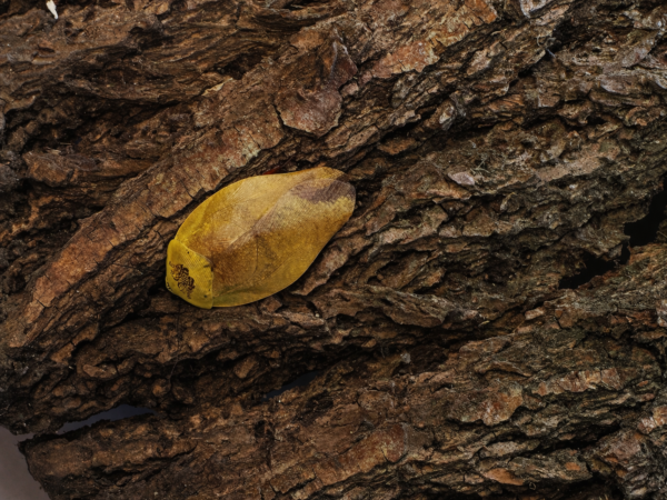 Gyna lurida (Yellow)