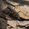 2 Cicindela aurulenta