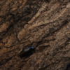 2 Pycnoscelus nigra