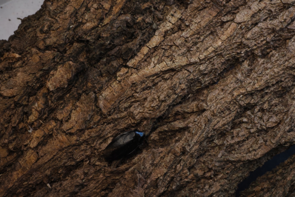 2 Pycnoscelus nigra