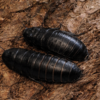 Gromphadorrhina portentosa (Black)