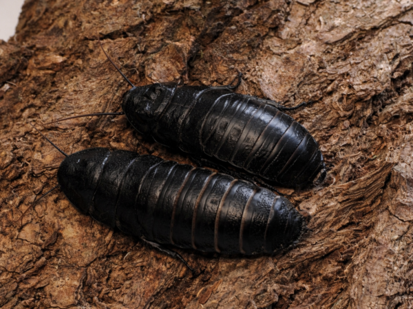 Gromphadorrhina portentosa (Black)