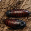 Gromphadorrhina oblongonata
