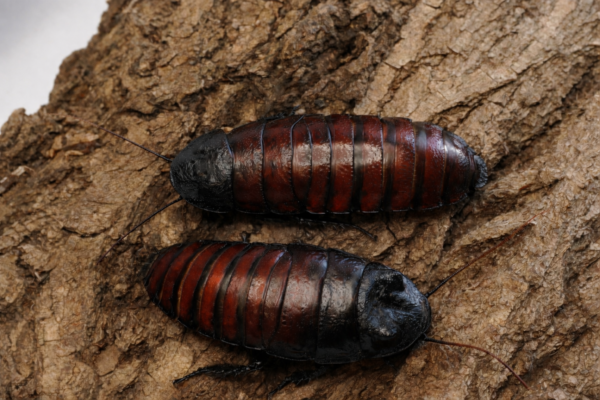 Gromphadorrhina oblongonata