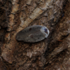 2 Gyna caffrorum