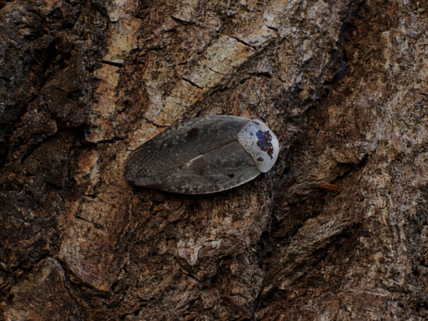 2 Gyna caffrorum