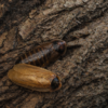 Blaptica dubia (Gold)