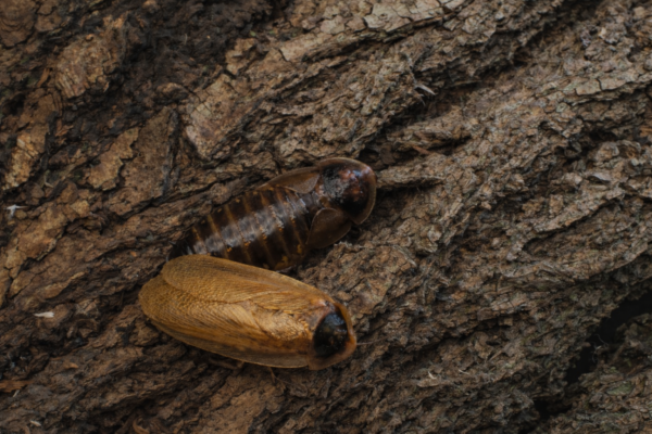 Blaptica dubia (Gold)