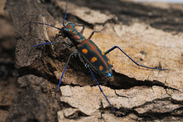 2 Cicindela aurulenta