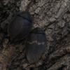 2 Ergaula capucina