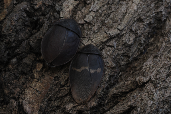 2 Ergaula capucina