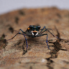 3 Cicindela aurulenta