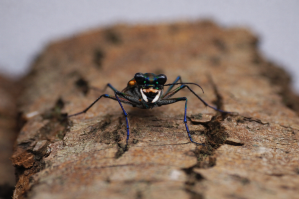 3 Cicindela aurulenta