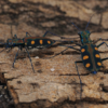 4 Cicindela aurulenta