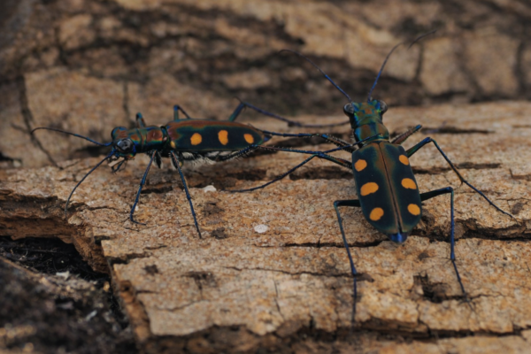 4 Cicindela aurulenta