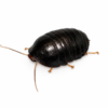 Perisphaerus pygmaea