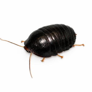 Perisphaerus pygmaea
