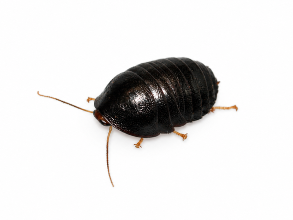 Perisphaerus pygmaea