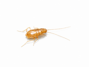 Nocticola vagus (Vienna zoo)