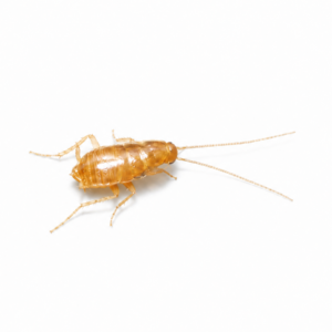 Nocticola vagus (Vienna zoo)