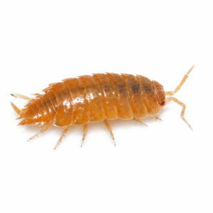 Porcellionides pruinosus