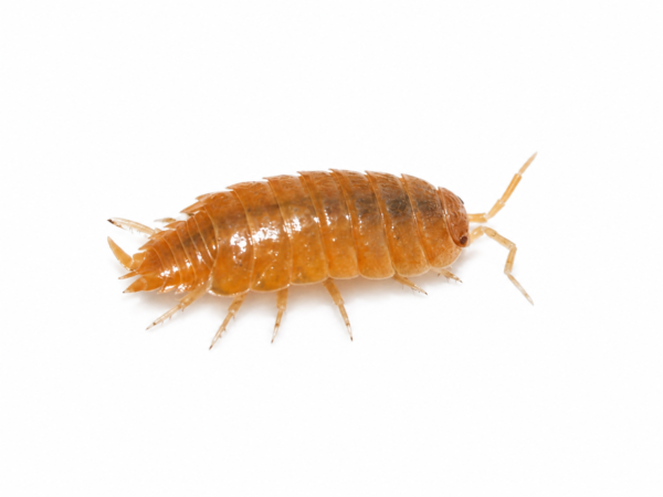 Porcellionides pruinosus