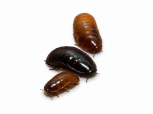Paraplecta minutissima