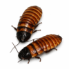 1 Elliptorhina chopardi