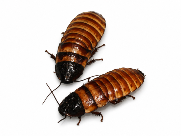 1 Elliptorhina chopardi