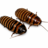 Elliptorhina javanica
