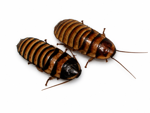Elliptorhina javanica