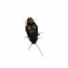 1 Euthyrrhapha pacifica